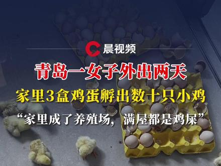 青岛一女子外出两天,家里3盒鸡蛋孵出数十只小鸡:家里成了养殖场,满屋都是鸡屎(来源:@可可可心 )#青岛天气 #活珠子 #高温 #孵小鸡 #媒体精选计划