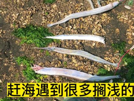 在大连赶海,捡到了很多搁浅的针良鱼#尖嘴扁颌针鱼 #感谢大海的馈赠 #针良鱼#冠青鱼