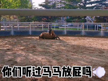 上个学期拍的今天才剪😂😂😂😂,这难道就是传说中的马屁💨#山东畜牧兽医职业学院马场 #马放屁 #马场日常