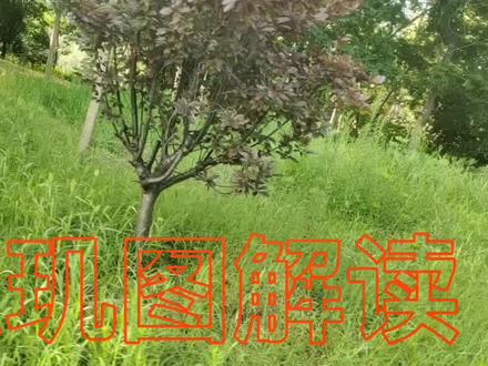 #璇玑图 #变声 #中华好诗词 #诗词歌赋 #古诗打卡 @阳春-东明印象