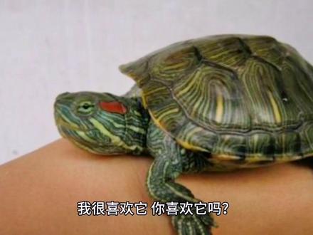 #上热门 #作文 观察日记 —— #乌龟