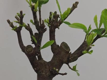 #栀子花
植物变光杆,可以催芽用的爆芽液