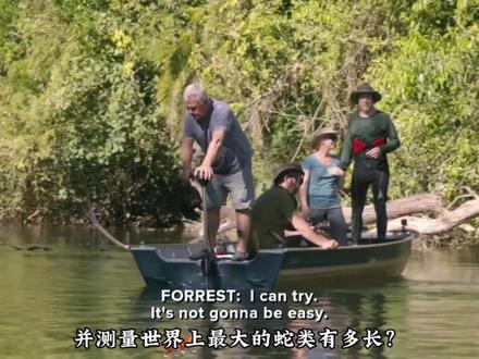 亚马逊雨林抓捕世界上最大的蛇绿森蚺,太刺激了#神奇动物在抖音 #森蚺 #大蛇 #动物世界