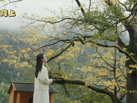 用#杨紫#生命树独白 打开祁门,或许这就是记录的意义~#95度祁门香你一个秋 #皖美秋日