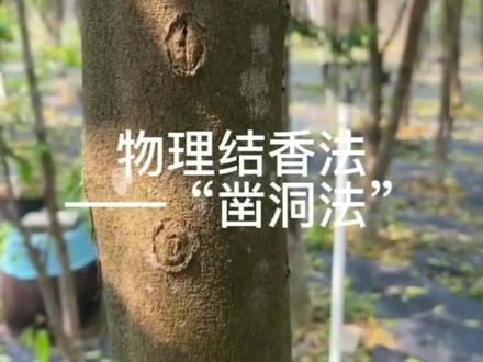 物理结香法——“凿洞法”
人工结香技术,适用于“白木香树”和“奇楠沉香树”结香。
#抖音助农 #奇楠沉香 #沉香 #农业种植