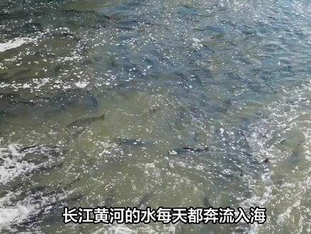 黄河长江每天冲鱼入海,大部分淡水鱼无法存活,最后都去哪了?#大国重器#大国崛起#科普#科普一下#淡水鱼