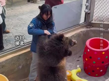 女饲养员跟大棕熊”打架” 两方上演“人熊大战” 熊:不玩了 我要回家找妈妈!#原谅我不厚道的笑了 #哈哈哈 #神操作 #万万想不到