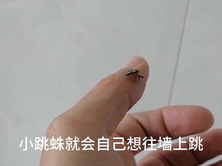 如何与一只小跳蛛成为朋友 #跳蛛 #离职后的生活 #乡村 #东北农村生活vlog #小动物