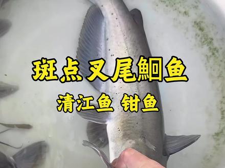 斑点叉尾鮰鱼(清江鱼) #原创视频 #三农 #水产养殖#鮰鱼 #新农人