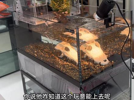 葆易马赫乌龟缸 认识这只龟的粉丝基本都是一年以上了,他叫头盔,跟着我们一起养鱼三年了,它也算是熬出头了,今天终于住上了豪宅#乌龟 #深水龟 #蛋龟 #龟缸 #葆易马赫龟缸