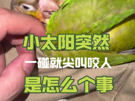 #养宠知识 你知道为什么你手养大的#小太阳鹦鹉 会突然出现不让你碰它,一碰就尖叫咬人咬自己的情况吗?快想想你是不是踩到了它的这个雷点!