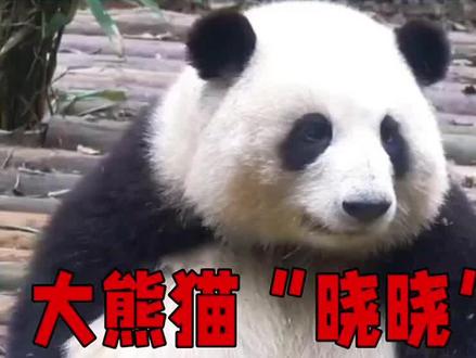 2026 年1月28日1时大熊猫“晓晓”“蕾蕾”落地成都#国宝#国宝熊猫 #旅日大熊猫