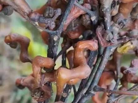 小麒麟百草园,枳椇子