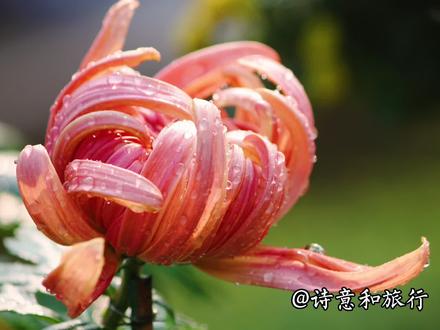 《菊花》不是花中偏爱菊,此花开尽更无花#诗词 #国学 #手机摄影 #花卉绿植 #菊花