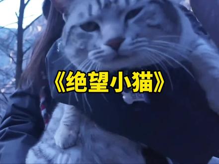 《绝望小猫》难怪叫绝望坡,原来山上的全是豆豆的绝望!#离谱#万万没想到#小猫#哈基米#南太行绝望坡