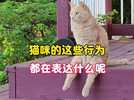 猫咪的这些行为都在表达什么呢#猫咪 #猫咪的迷惑行为 #宠物❤️