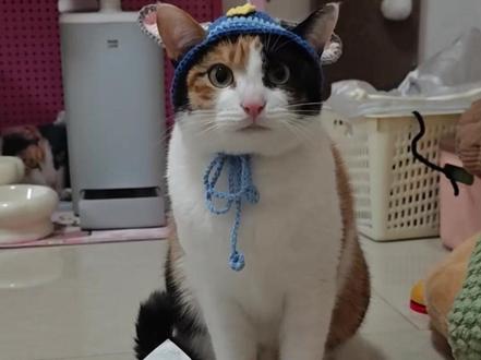 我以为萝卜纸巾这个赛道已经饱和了......(无任何不良引导)#萝卜纸巾 #萌宠出道计划 #宋亚轩 #抽象