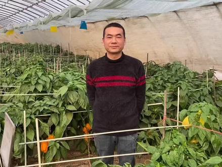 早春大棚黄瓜亩产2万斤,种植过程中要注意哪些问题?如何防治病害?