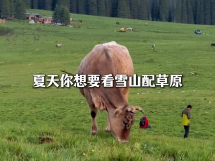 新疆夏塔旅游干货!#新疆 #夏塔 #新疆旅游攻略 #蓝战非 #旅游推荐官