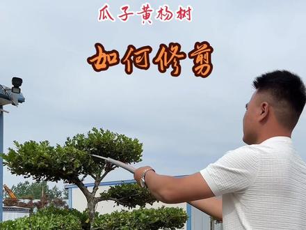 很多花友私信,瓜子黄杨树如何修剪?今天给大家整理一个视频,花友们可以认真的看完此视频。#瓜子黄杨如何修剪 #造型黄杨如何修剪 #造型树 #修剪 #瓜子黄杨
