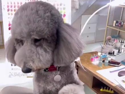 皮皮大王做美甲1.0 #巨贵 #左奇函 #美甲分享 #tf四代