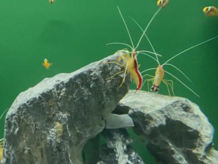 Lowc调弦,1-6-4-5和弦进行#日常练琴