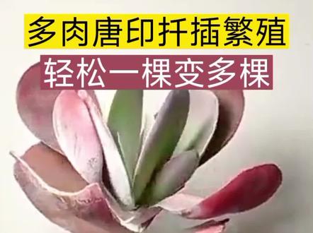 多肉唐印扦插繁殖!第一次扦插唐印,没想到居然就成功了!方法很简单,大家也试试吧!离多肉自由又近了一步#唐印如何繁殖#关注我每天分享生活小常识 #用抖音视频记录我家庭的真实生活 #每天都记录我的农村真实生活日常 #希望我的作品给大家带来开心和欢乐😊😊😊😊 #记录多肉生活
