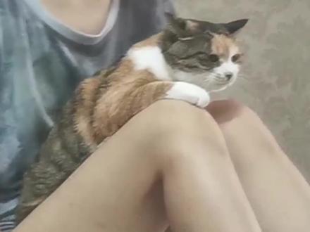 养了五年的猫,好像得了失忆症……