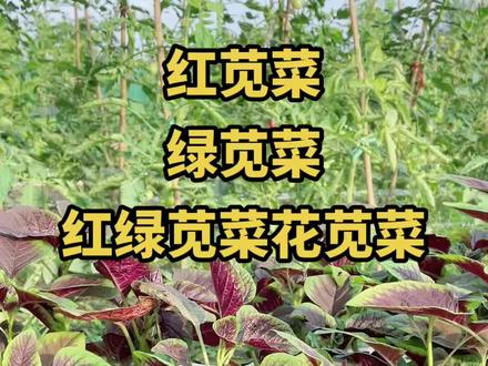 红苋菜 绿苋菜 红绿苋菜 花苋菜 苋菜跟空心菜一样可以多茬采收,择菜以后洗干净榨成汁做菜馍,给家里的宝宝做面片,做蔬菜面条都是首选,色香味俱全,喜欢的你也在家种起来吧!#一平米田园梦 #农家值丰年 #新农人计划2022#抖音小助手 #来抖音学农技
