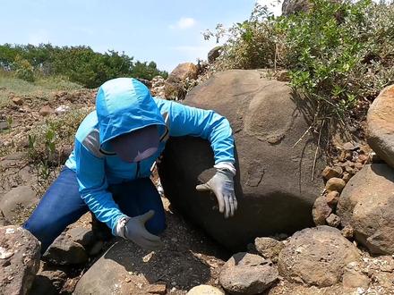 这种蟹王洞老赶海人都不敢碰,4个人用电镐挖了2小时,抓出大蟹王直接炖了