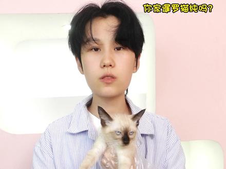 暹罗怎么样挑选,避坑小技巧#暹罗猫 #煤老板 #萌宠 #猫咪知识 #南京猫店