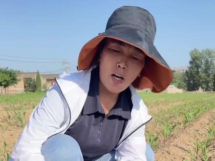 玉米缺磷症状#玉米种植技术 #来抖音学农技 #高产玉米种植技术 #乡村守护人 #农业知识