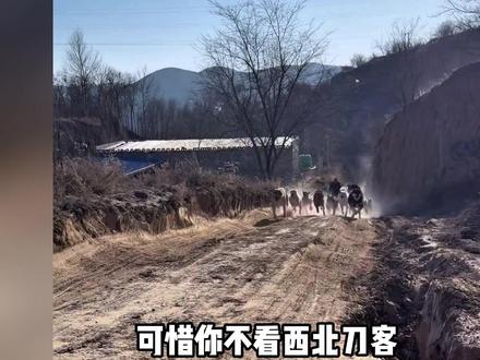 可惜你不看西北刀客,就永远不懂大西北这群汪汪队的硬核含金量。#西北刀客 #公益护农 #护农助农 #护农狩猎队