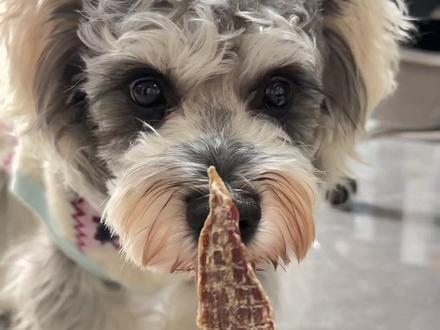 小小挑食狗拿捏🤏我还治不了你#萌宠日常 #雪纳瑞 #宠物知识 #萌宠日常vlog