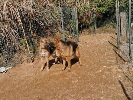 平背德牧对抗弓背德牧,谁是真正的工作犬之王#训犬 #藏獒 #狗狗 #罗威纳 #马犬 #杜宾犬 #萌宠 #宠物