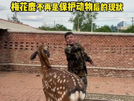 不再是保护动物了 #动物成精 #梅花鹿 #三农
