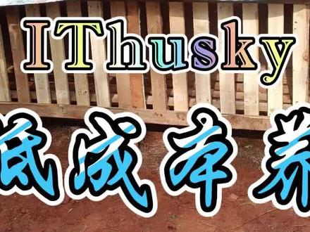 废旧木条做个养鸡笼,低成本养鸡