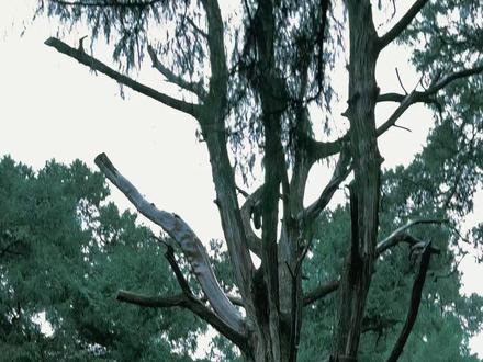 徒步古蜀道剑门关,遇见2026的第一场雪! #重庆周边自驾游 #旅游攻略#徒步vlog #家庭出游