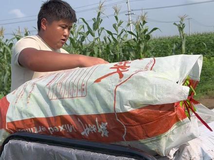 岳父生病住院,家里种的几亩辣椒摘不过来,小松跟媳妇赶紧赶过去,帮丈母娘去摘辣椒#我的乡村生活