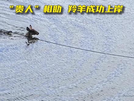 .鳄鱼突袭小羚羊 河马霸气出手相救 #河马 #鳄鱼 #科普 #万物皆有灵
