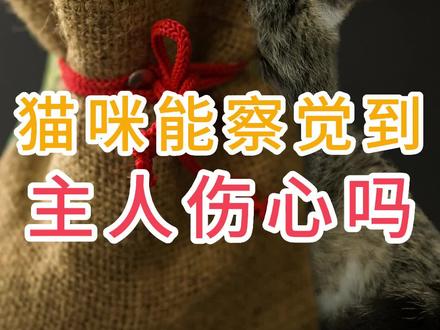 猫咪能察觉到主人伤心吗#养猫经验分享 #宠物知识 #养猫人 #宠物知识小课堂