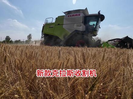 体验一下克拉斯新款收割机收小麦,二十多年的老司机大哥赞不绝口 #传凯 #克拉斯收割机 #小麦收割#跨区收割 #农业机械