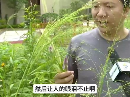 紫轩居:小区内狗尾巴草一人高摇啊摇,地下室鱼儿游啊游! #爆料 #收房 #物业
