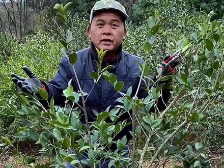 冬至到立春是油茶树修剪的最佳时间段。三四年的树定型,成林的树保持通风透光。#油茶树修剪 #油茶树栽培