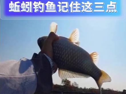 蚯蚓作钓记住这三点,全是干货#钓鱼 #钓鱼的乐趣只有钓鱼人懂 #钓鱼技巧 #钓鱼经验 #垂钓