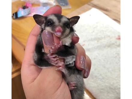 一种会飞飞动物的养成记!#蜜袋鼯 #蜜袋鼯新手指南