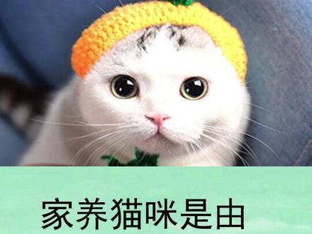 你知道猫咪的祖先是谁吗?#祖先的足迹