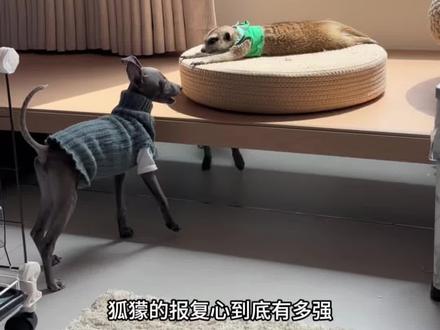 狐獴的报复心到底有多强 #宠物 #萌宠出道计划 #异宠
