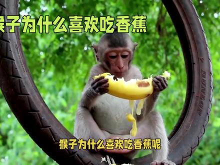 猴子为什么喜欢吃香蕉呢?#猴子 #原创视频 #动物的迷惑行为 #猴子成精 #创作灵感
