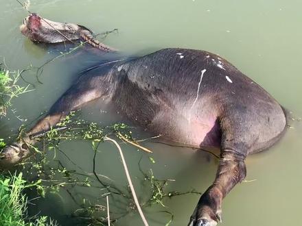 大开眼界,水牛给水淹死了